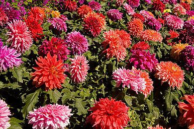 刷宝肉鸽《数字魅影:极限竞赛》计划4月25日EA发售